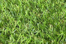 Umělý travní koberec Robina