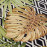 Kusový koberec Flair 105611 Diamonds and Leaves Multicolored – na ven i na doma