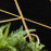 Kusový koberec Emerald geometric 1012 black and gold kruh