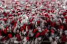 Kusový koberec Enjoy 4500 red