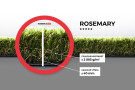 Travní koberec Rosemary rozměr š.500 x d. 300 cm PB - UV FILTR - jemnost ⭐⭐⭐⭐⭐