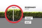 Travní koberec Rosemary 400x165 cm
