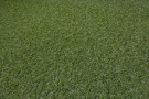 Travní koberec Terraza - 20mm